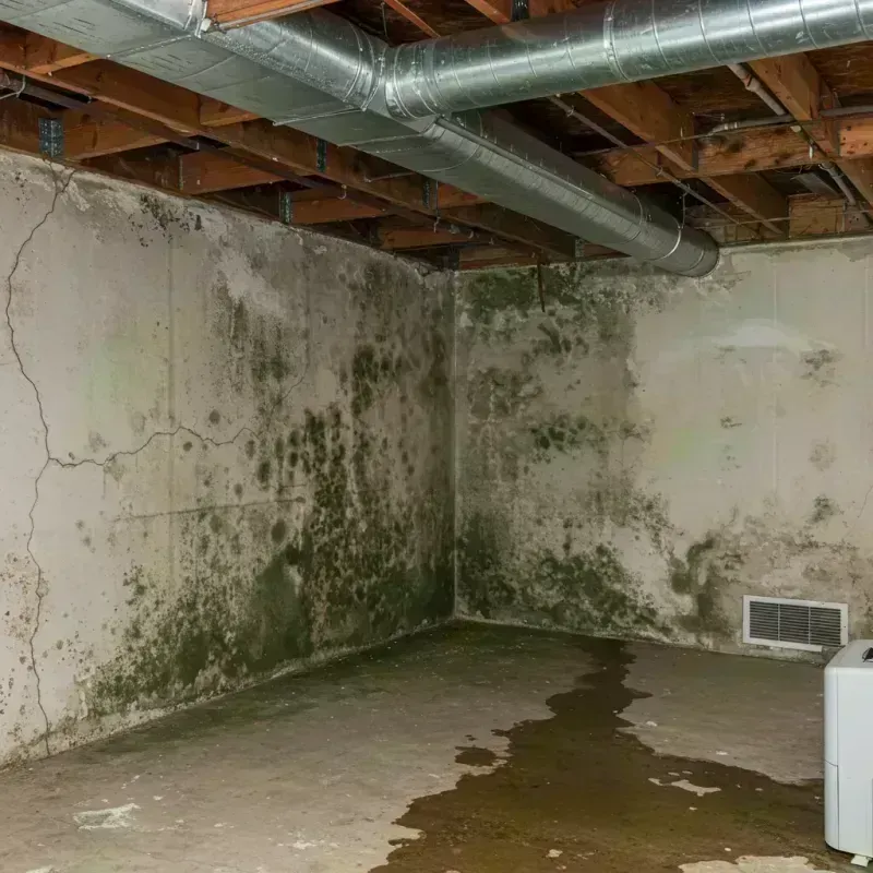 Professional Mold Removal in La Grange, TX